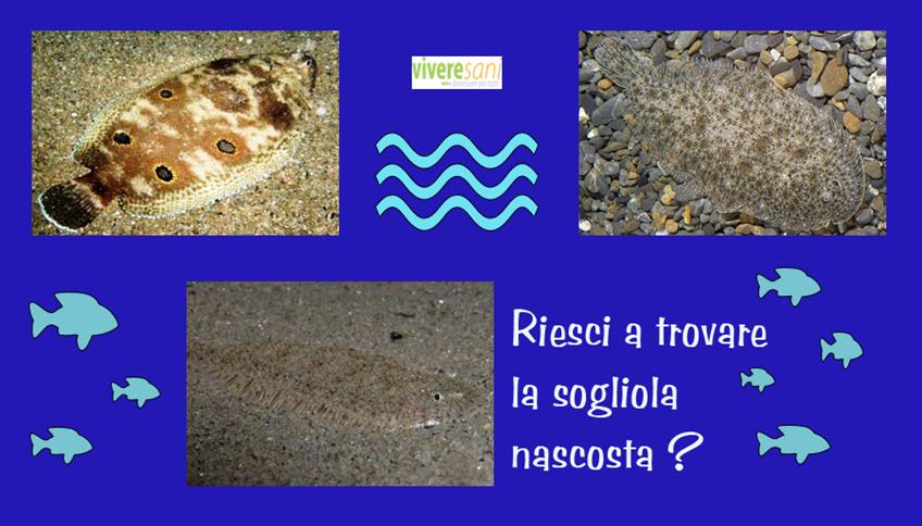 La sogliola è maestra del travestimento... La sogliola è maestra del travestimento...